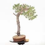 Bonsái - Pino silvestre (Pinus sylvestris) - PS10634