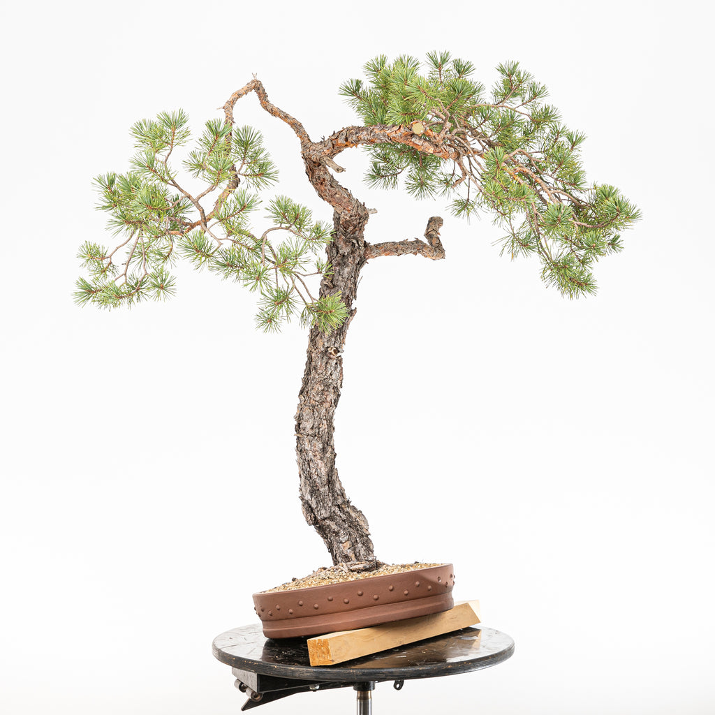 Bonsái - Pino silvestre (Pinus sylvestris) - PS10634