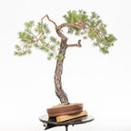 Bonsái - Pino silvestre (Pinus sylvestris) - PS10634