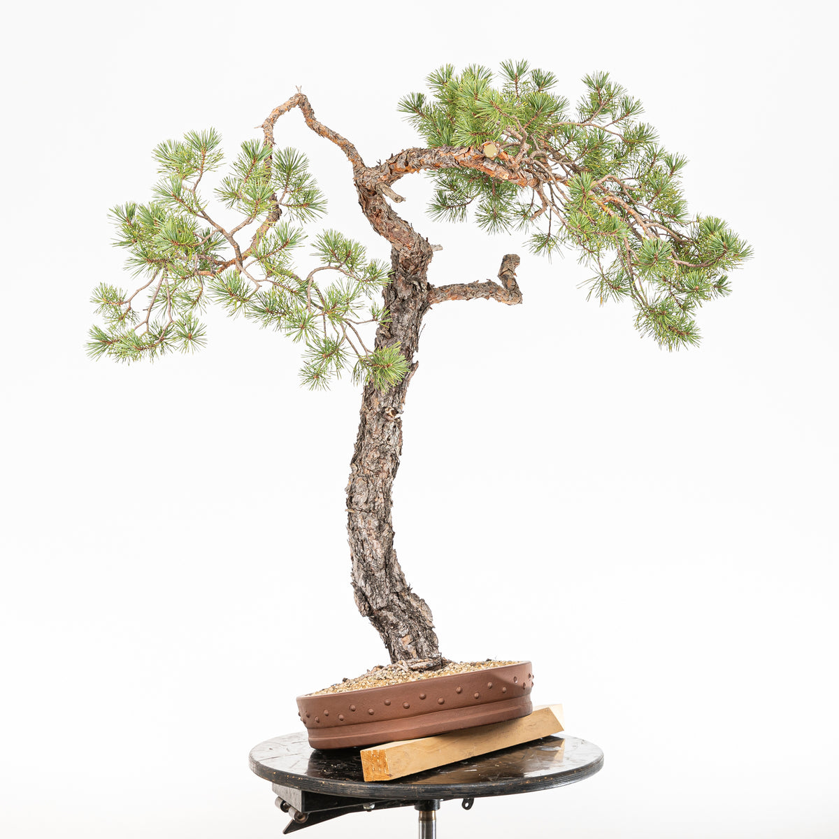 Bonsái - Pino silvestre (Pinus sylvestris) - PS10634