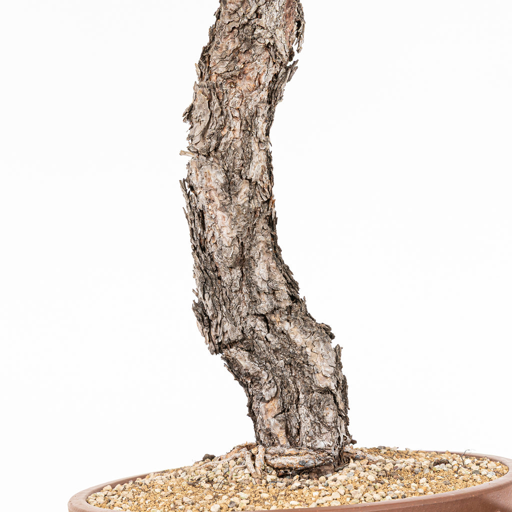 Bonsái - Pino silvestre (Pinus sylvestris) - PS10634