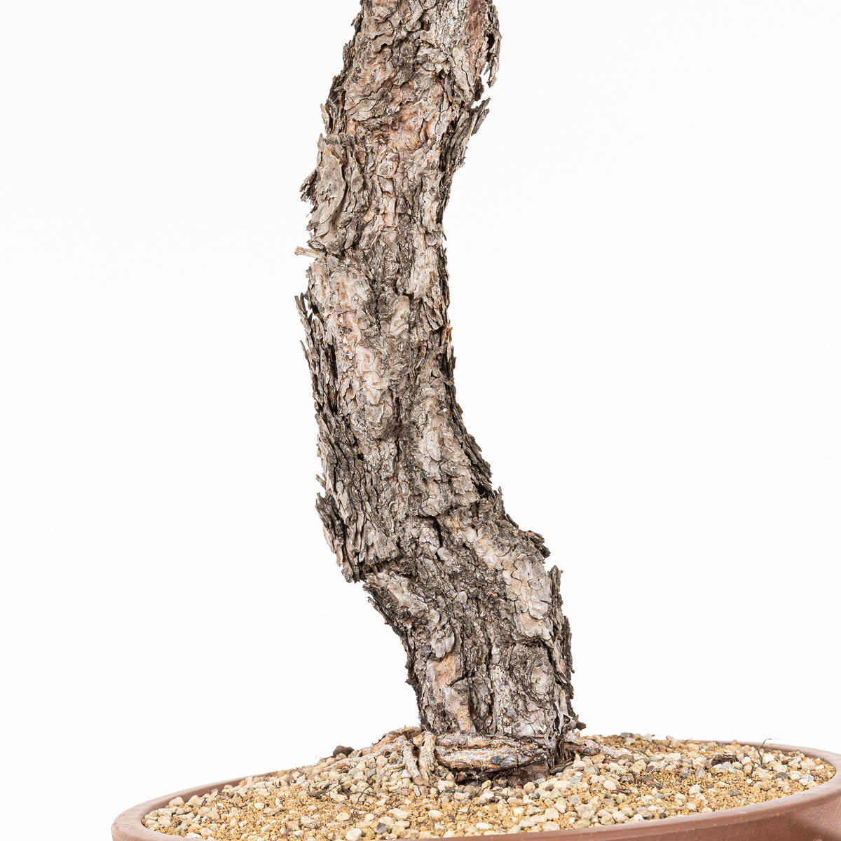 Bonsái - Pino silvestre (Pinus sylvestris) - PS10634