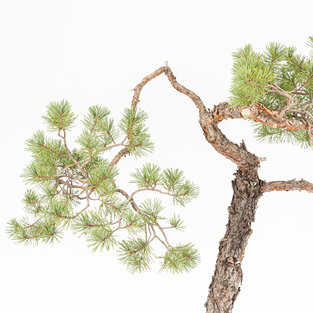Bonsái - Pino silvestre (Pinus sylvestris) - PS10634