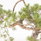 Bonsái - Pino silvestre (Pinus sylvestris) - PS10634