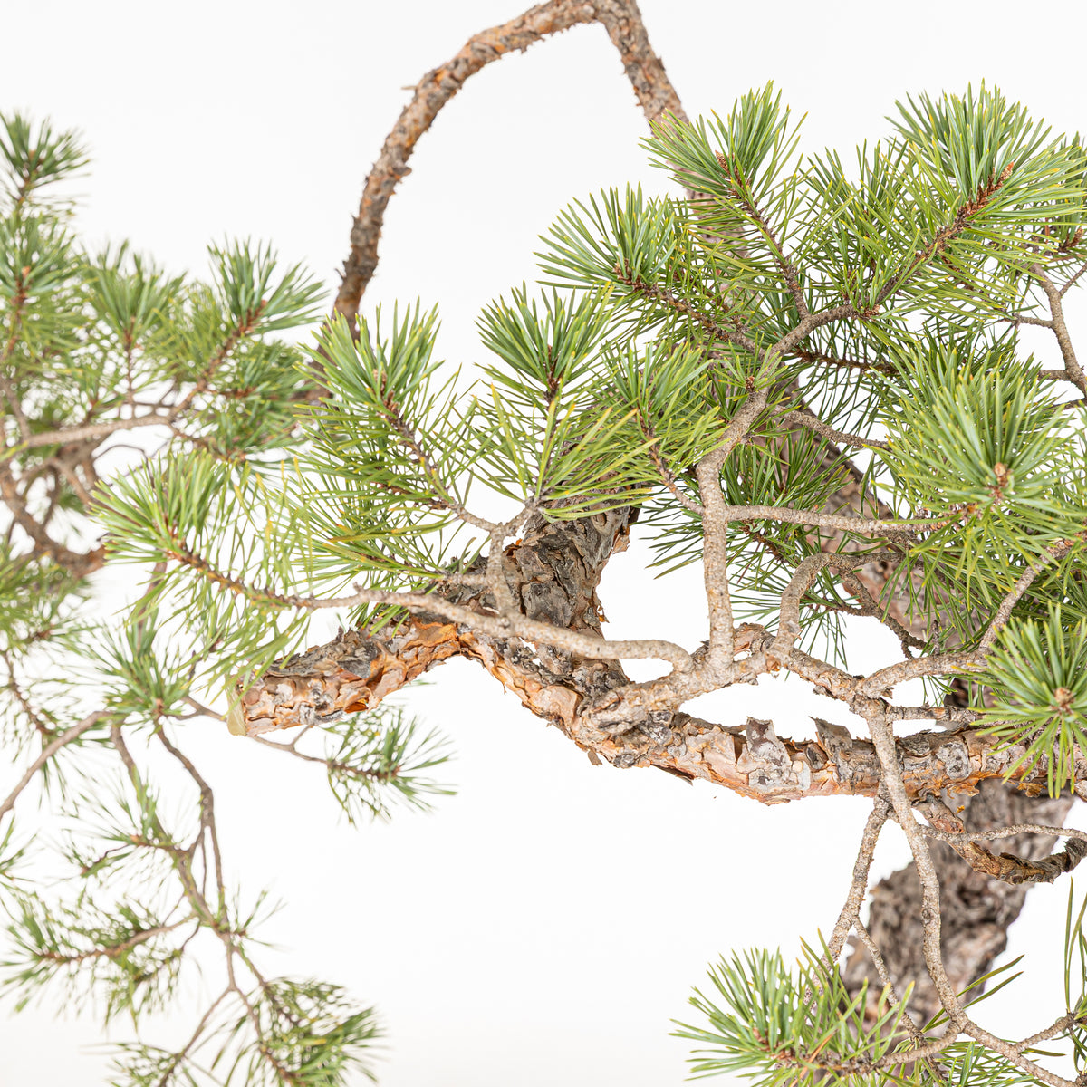 Bonsái - Pino silvestre (Pinus sylvestris) - PS10634