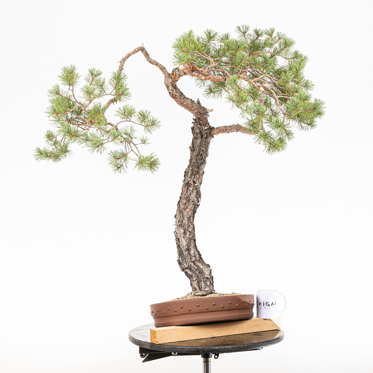 Bonsái - Pino silvestre (Pinus sylvestris) - PS10634