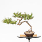 Bonsái - Pino silvestre (Pinus sylvestris) - PS10635