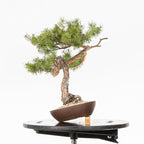 Bonsái - Pino silvestre (Pinus sylvestris) - PS10635