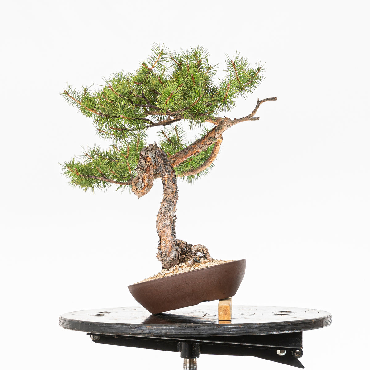 Bonsái - Pino silvestre (Pinus sylvestris) - PS10635