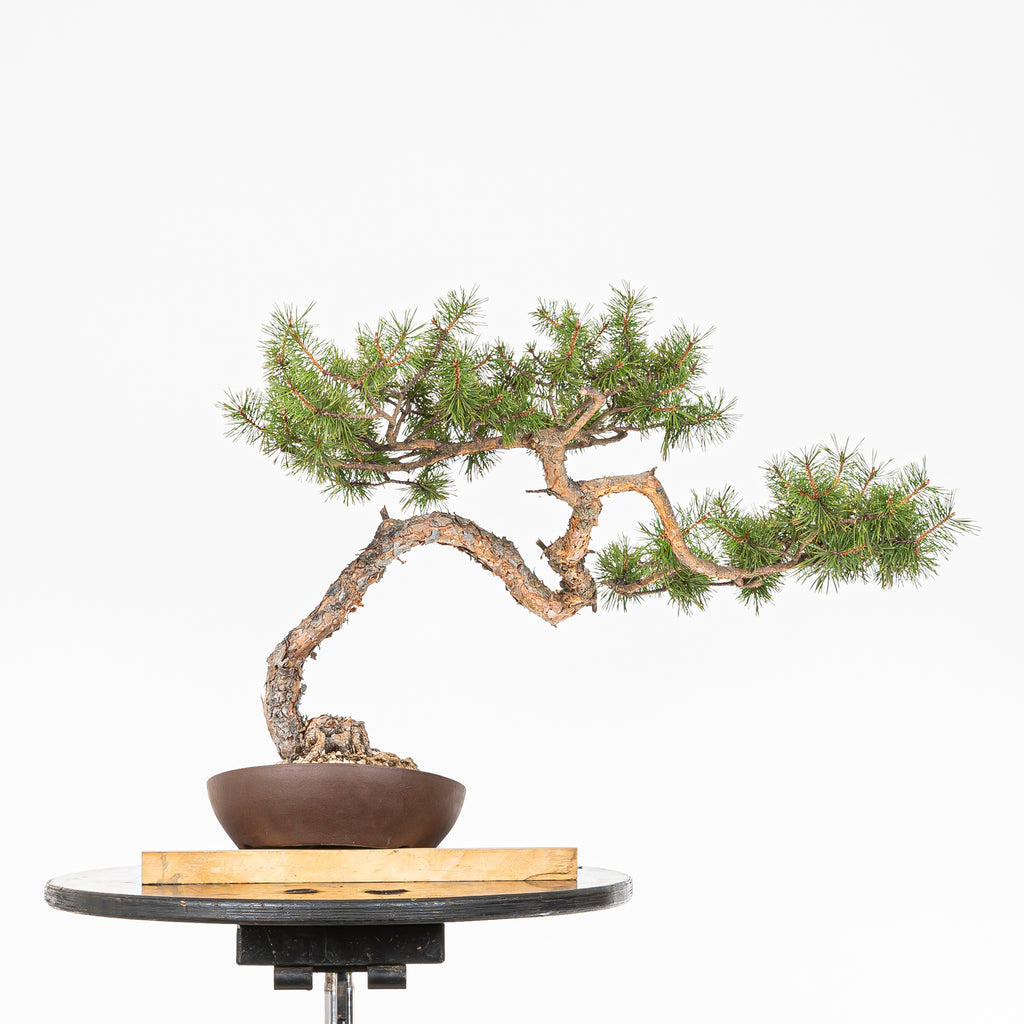 Bonsái - Pino silvestre (Pinus sylvestris) - PS10635