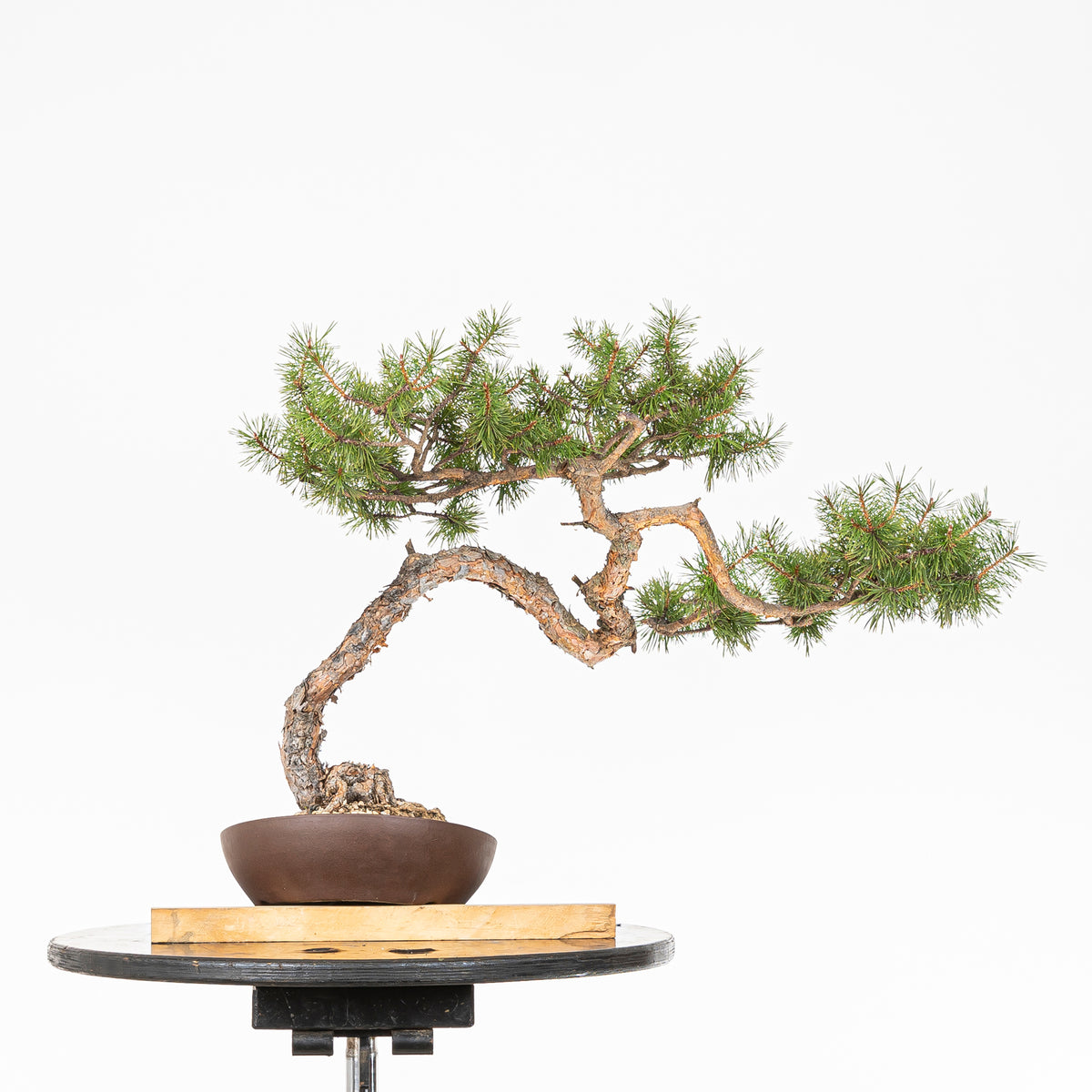 Bonsái - Pino silvestre (Pinus sylvestris) - PS10635