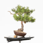 Bonsái - Pino silvestre (Pinus sylvestris) - PS10635