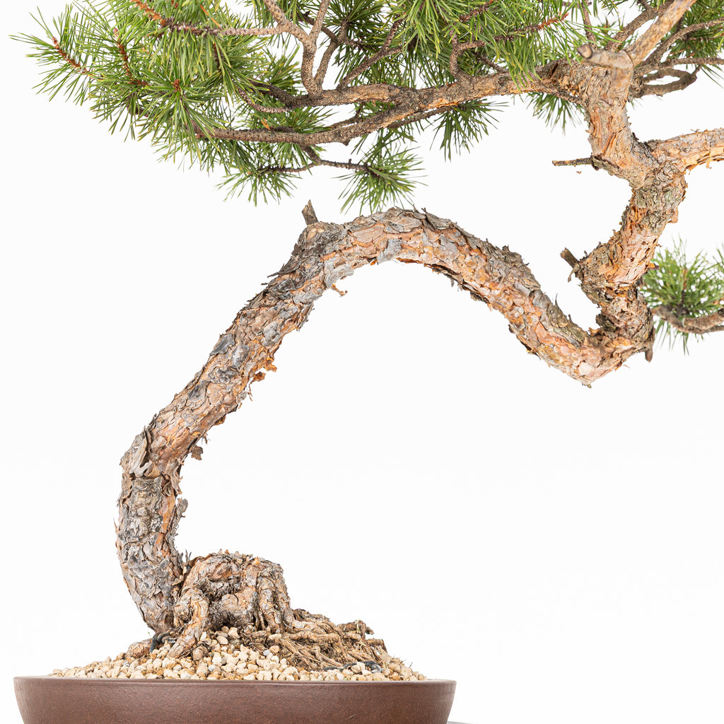 Bonsái - Pino silvestre (Pinus sylvestris) - PS10635