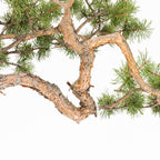 Bonsái - Pino silvestre (Pinus sylvestris) - PS10635