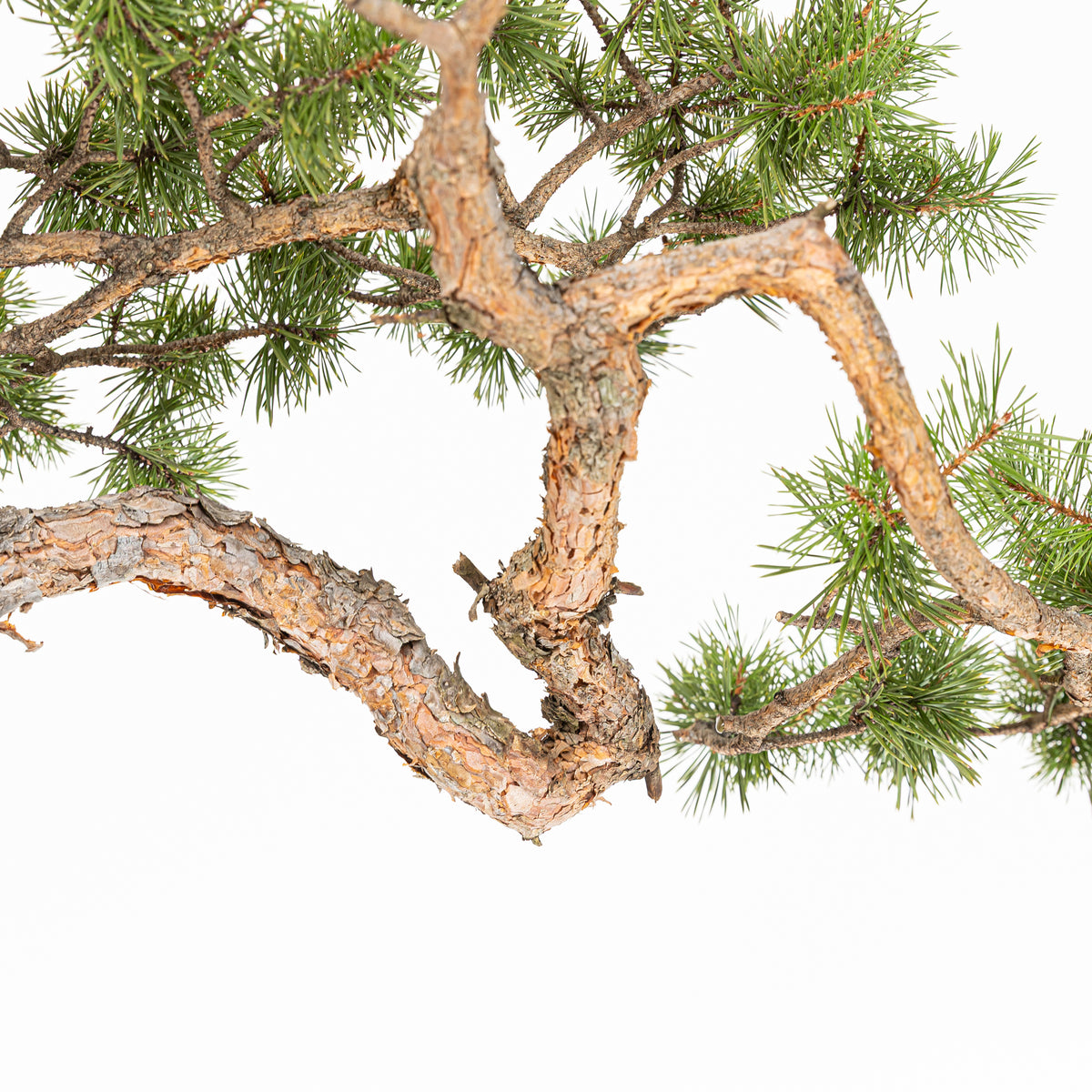 Bonsái - Pino silvestre (Pinus sylvestris) - PS10635