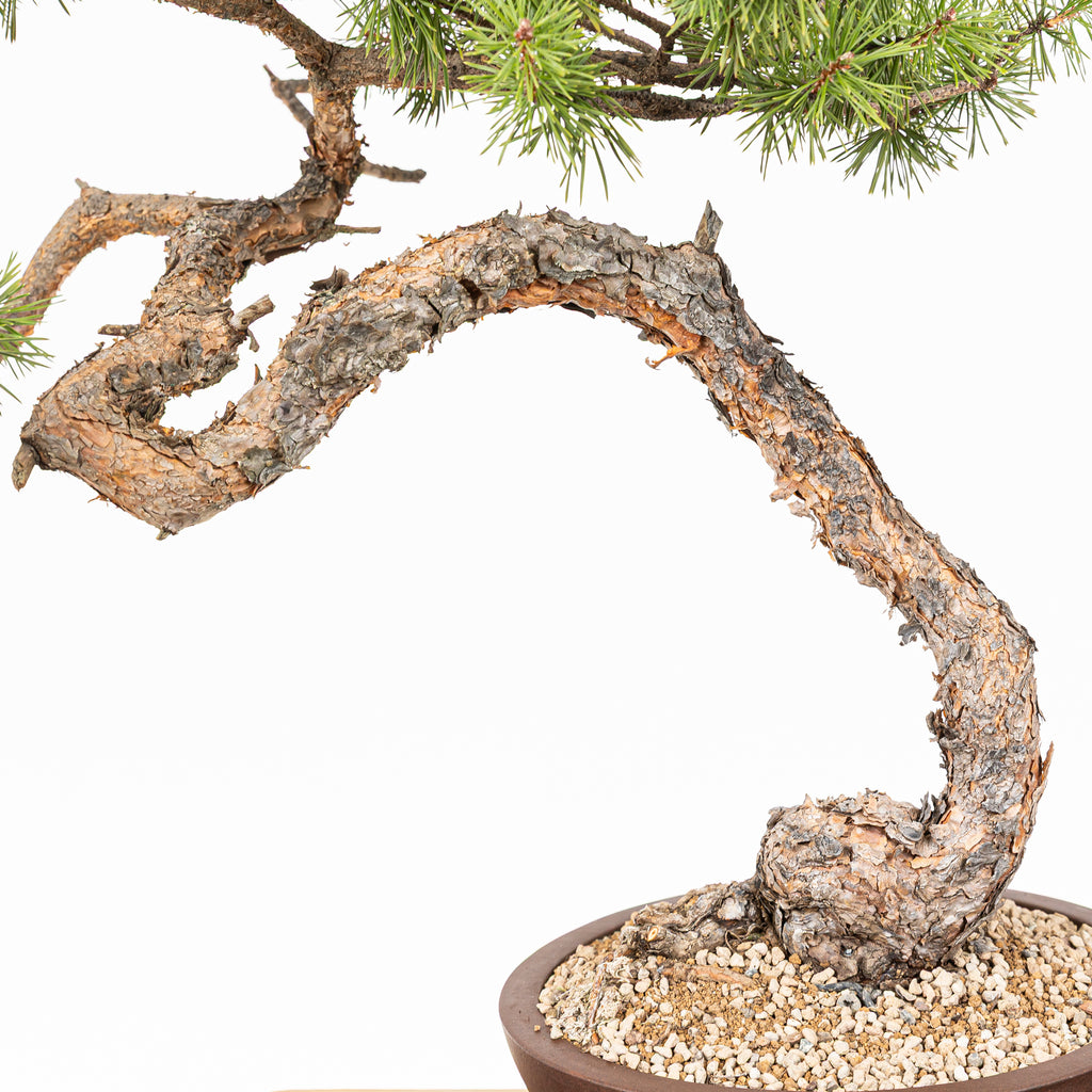 Bonsái - Pino silvestre (Pinus sylvestris) - PS10635