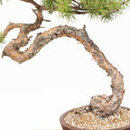 Bonsái - Pino silvestre (Pinus sylvestris) - PS10635