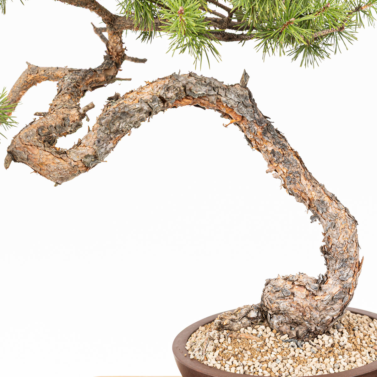 Bonsái - Pino silvestre (Pinus sylvestris) - PS10635