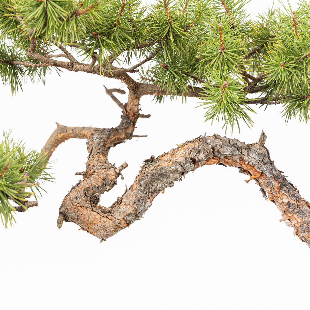 Bonsái - Pino silvestre (Pinus sylvestris) - PS10635