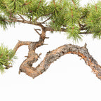 Bonsái - Pino silvestre (Pinus sylvestris) - PS10635