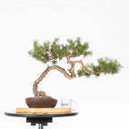 Bonsái - Pino silvestre (Pinus sylvestris) - PS10635