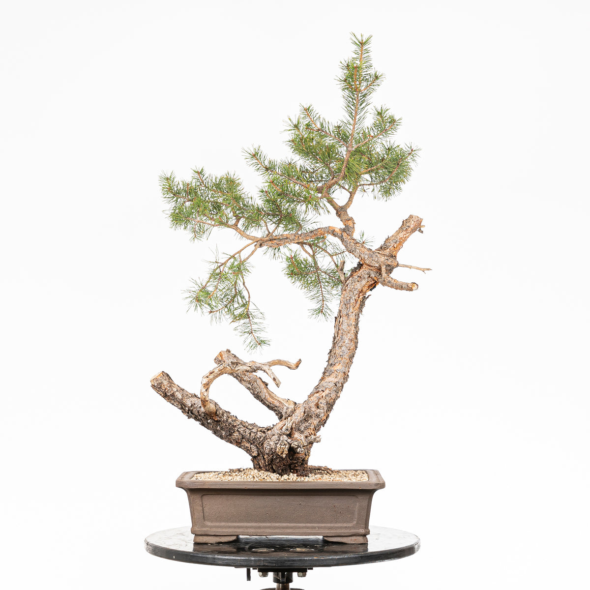 Bonsái - Pino silvestre (Pinus sylvestris) - PS10636