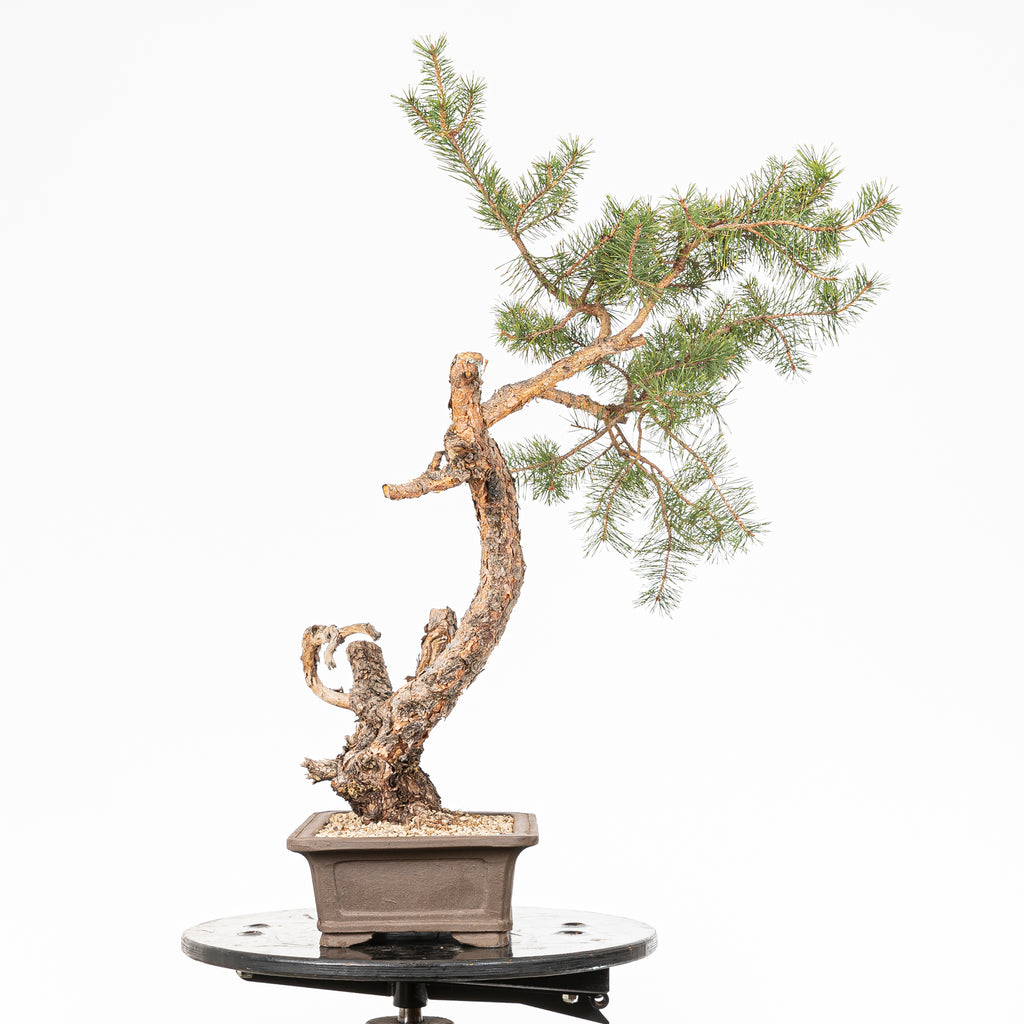 Bonsái - Pino silvestre (Pinus sylvestris) - PS10636