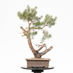 Bonsái - Pino silvestre (Pinus sylvestris) - PS10636