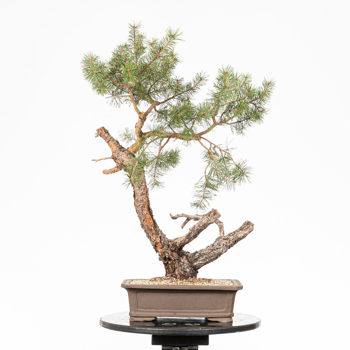 Bonsái - Pino silvestre (Pinus sylvestris) - PS10636