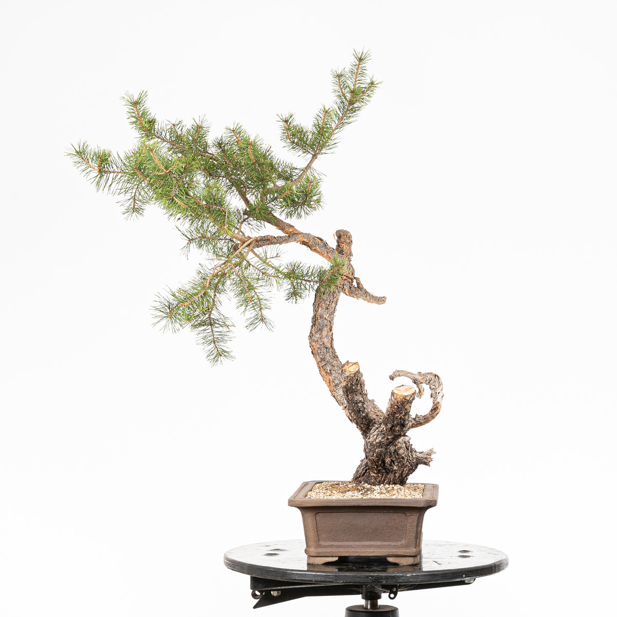 Bonsái - Pino silvestre (Pinus sylvestris) - PS10636