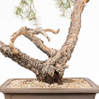 Bonsái - Pino silvestre (Pinus sylvestris) - PS10636