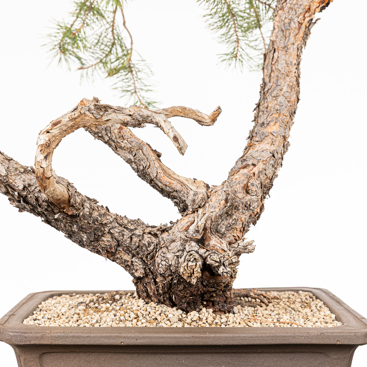 Bonsái - Pino silvestre (Pinus sylvestris) - PS10636