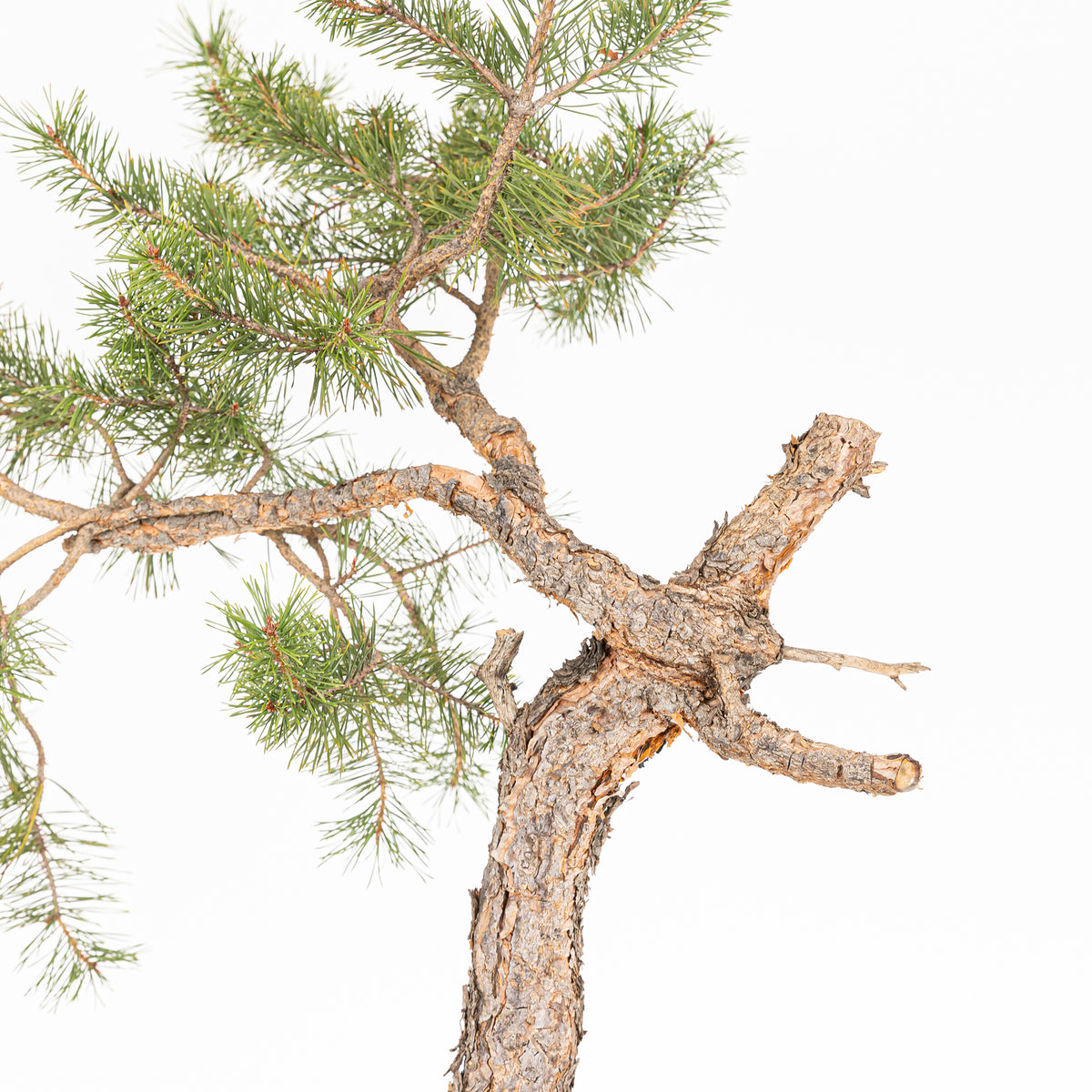 Bonsái - Pino silvestre (Pinus sylvestris) - PS10636