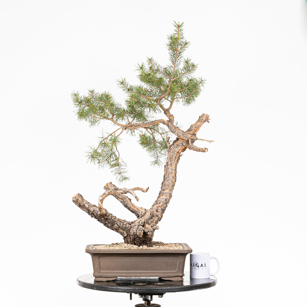 Bonsái - Pino silvestre (Pinus sylvestris) - PS10636