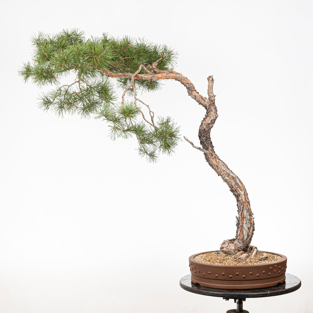 Bonsái - Pino silvestre (Pinus sylvestris) - PS10637