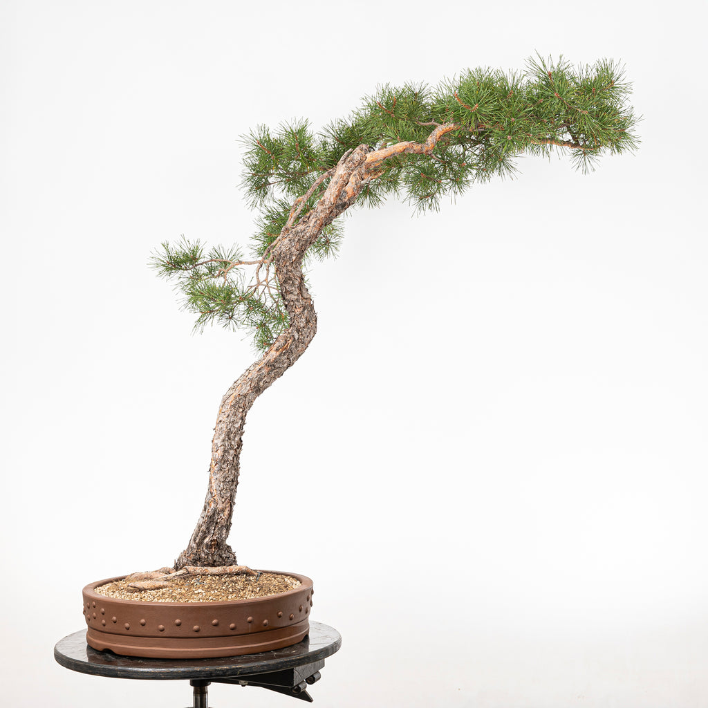 Bonsái - Pino silvestre (Pinus sylvestris) - PS10637