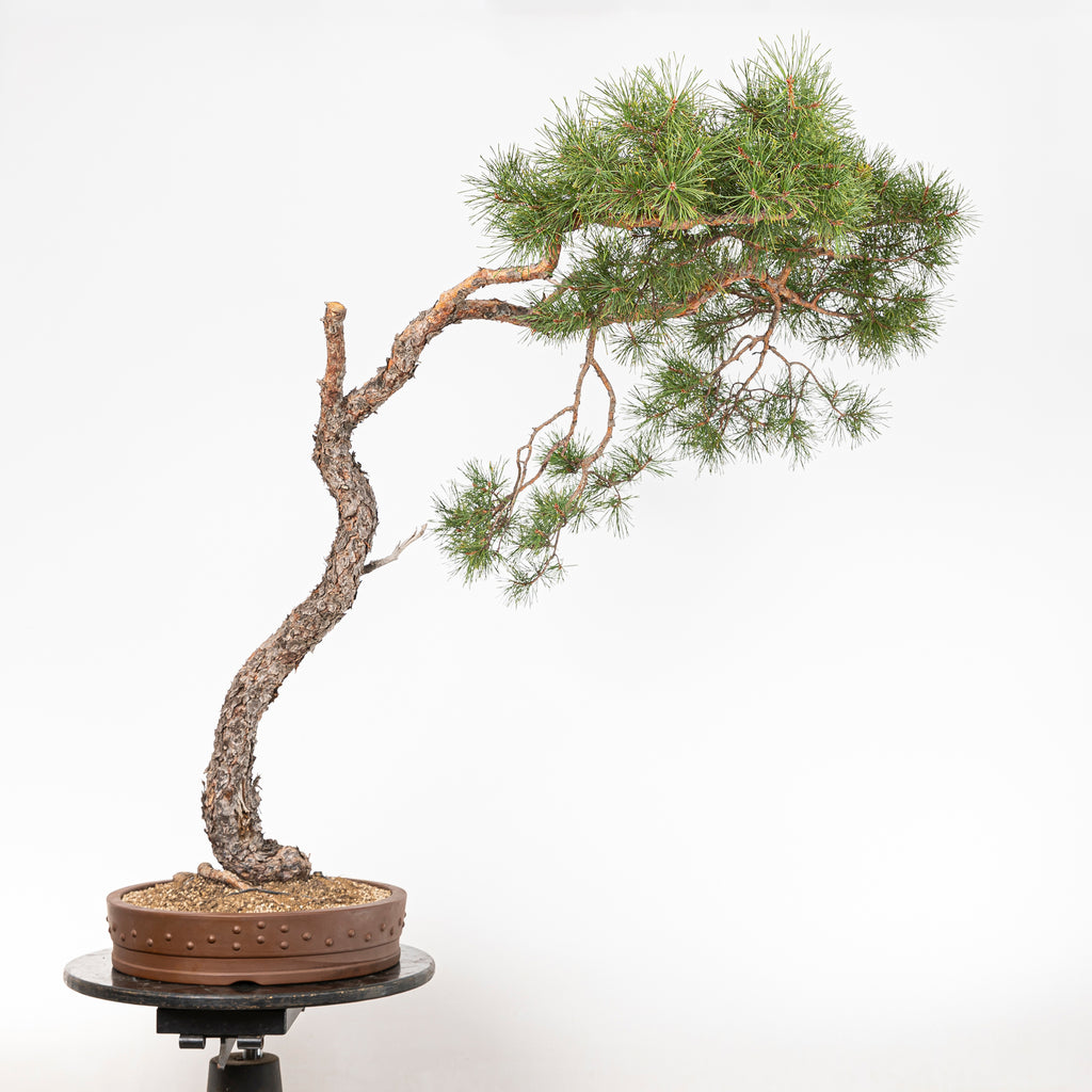 Bonsái - Pino silvestre (Pinus sylvestris) - PS10637