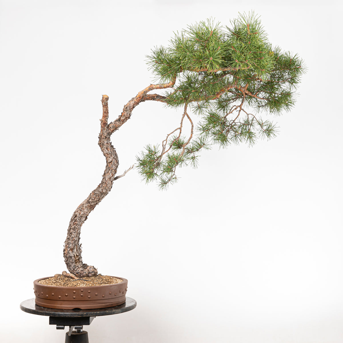Bonsái - Pino silvestre (Pinus sylvestris) - PS10637