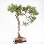 Bonsái - Pino silvestre (Pinus sylvestris) - PS10637