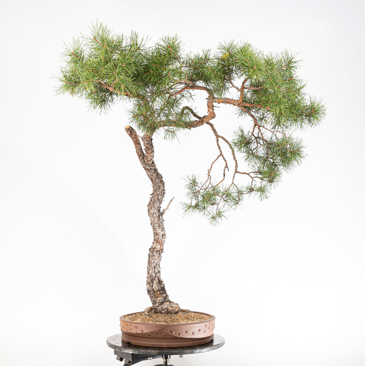 Bonsái - Pino silvestre (Pinus sylvestris) - PS10637