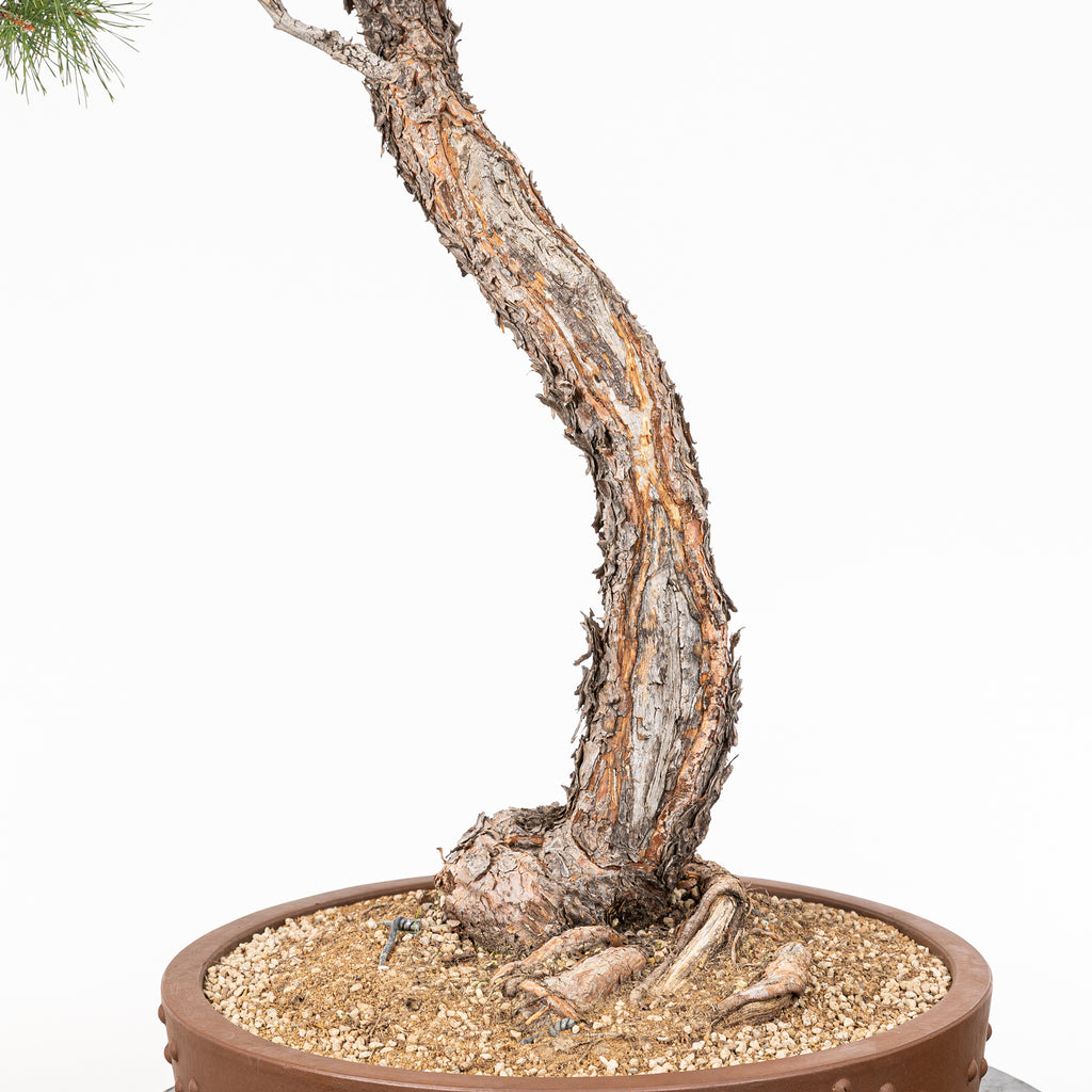 Bonsái - Pino silvestre (Pinus sylvestris) - PS10637