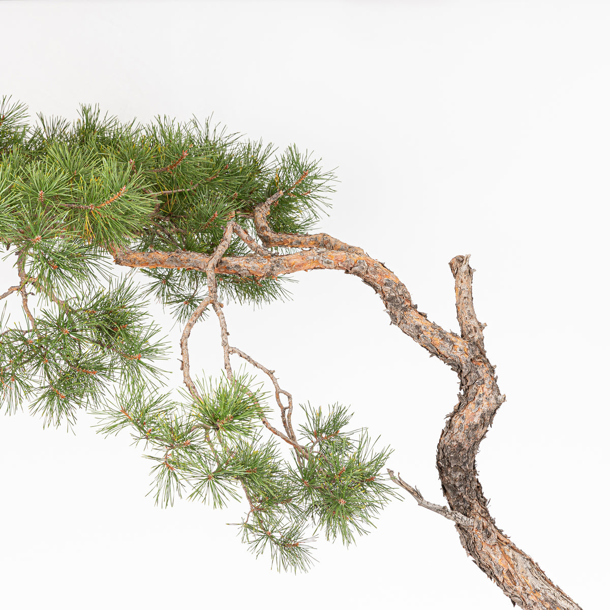 Bonsái - Pino silvestre (Pinus sylvestris) - PS10637