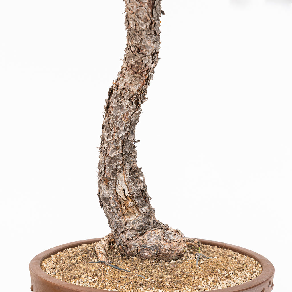 Bonsái - Pino silvestre (Pinus sylvestris) - PS10637