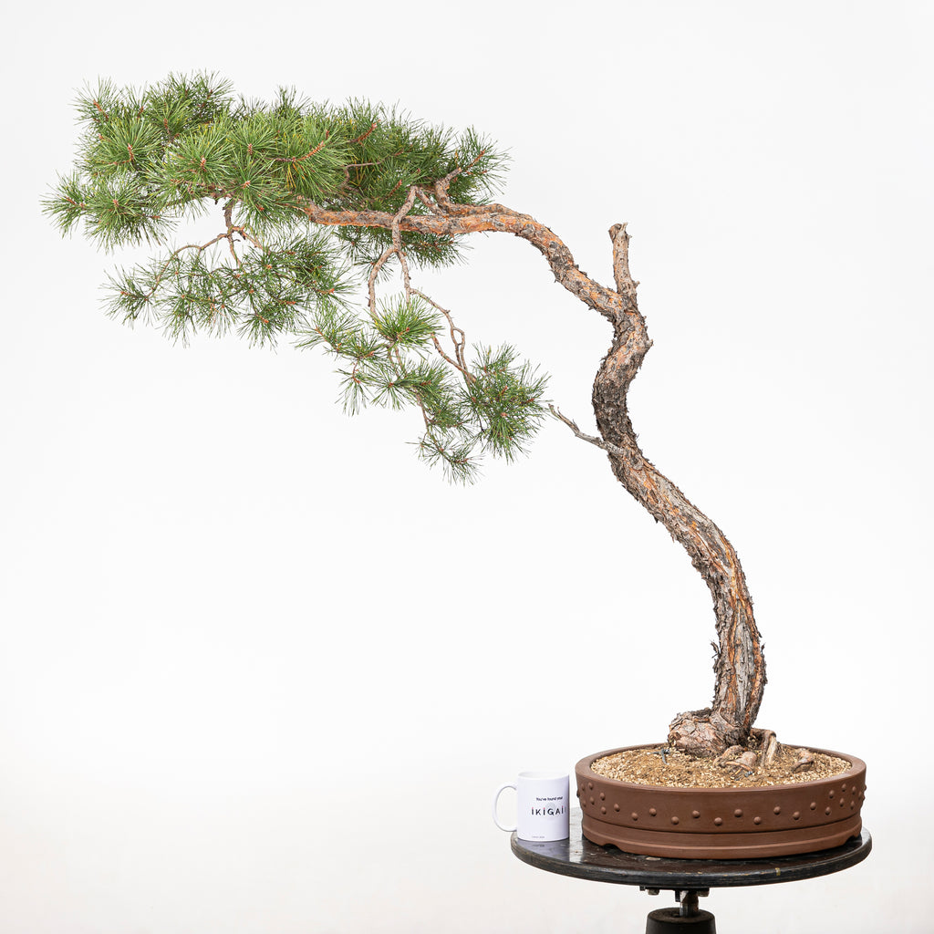 Bonsái - Pino silvestre (Pinus sylvestris) - PS10637