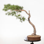 Bonsái - Pino silvestre (Pinus sylvestris) - PS10637