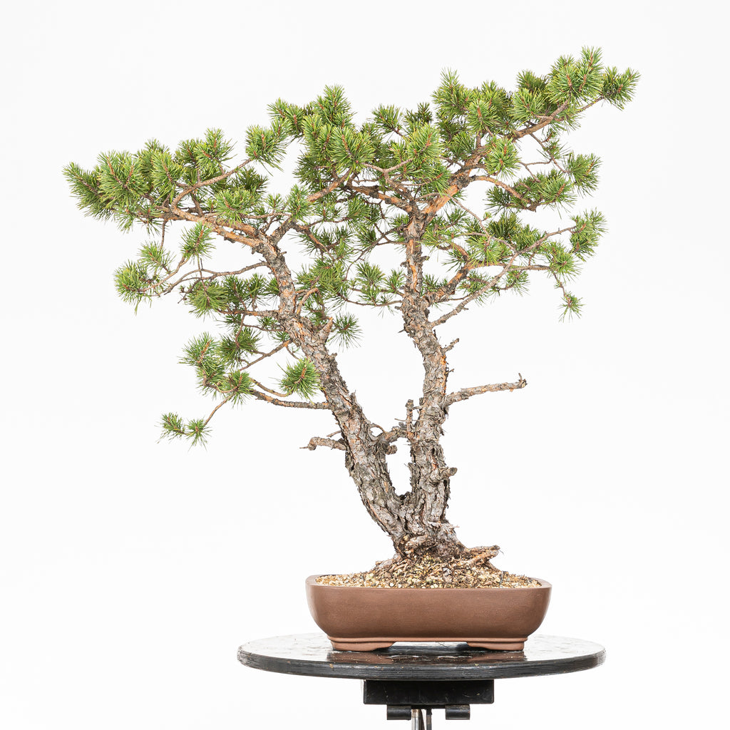 Bonsái - Pino silvestre (Pinus sylvestris) - PS10638