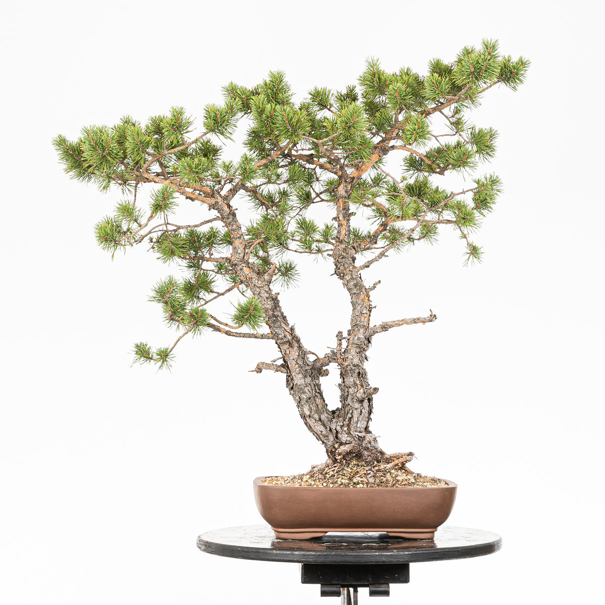 Bonsái - Pino silvestre (Pinus sylvestris) - PS10638