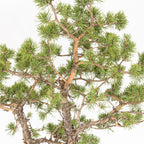 Bonsái - Pino silvestre (Pinus sylvestris) - PS10638