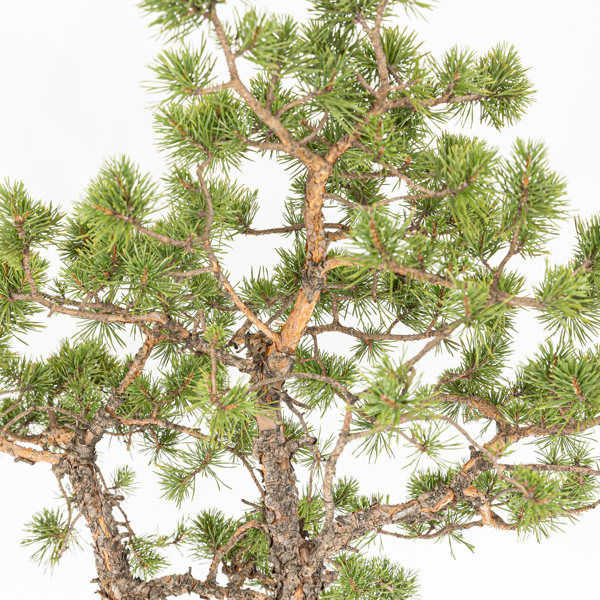 Bonsái - Pino silvestre (Pinus sylvestris) - PS10638