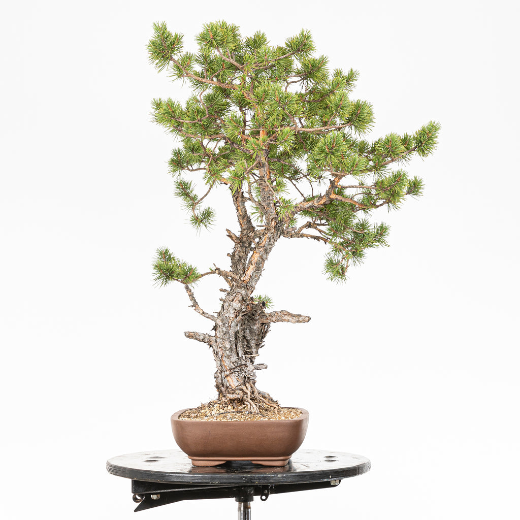 Bonsái - Pino silvestre (Pinus sylvestris) - PS10638